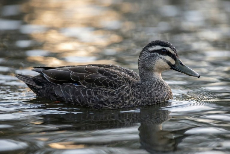 A Pacific Black Duck gliding calmly across a pond in Tasmania, creating gentle circular ripples in the dark, reflective water.
